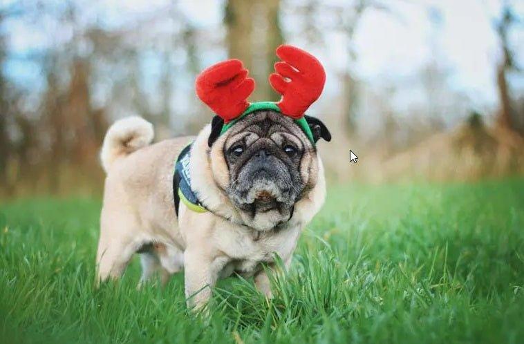 Bois de cerf pour chiens : avantages et inconvénients - Kymaya