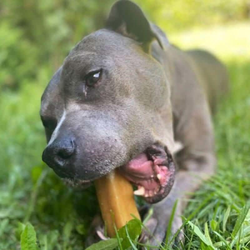 Chien de taille moyenne mâchant un bâton de fromage de yak artisanal