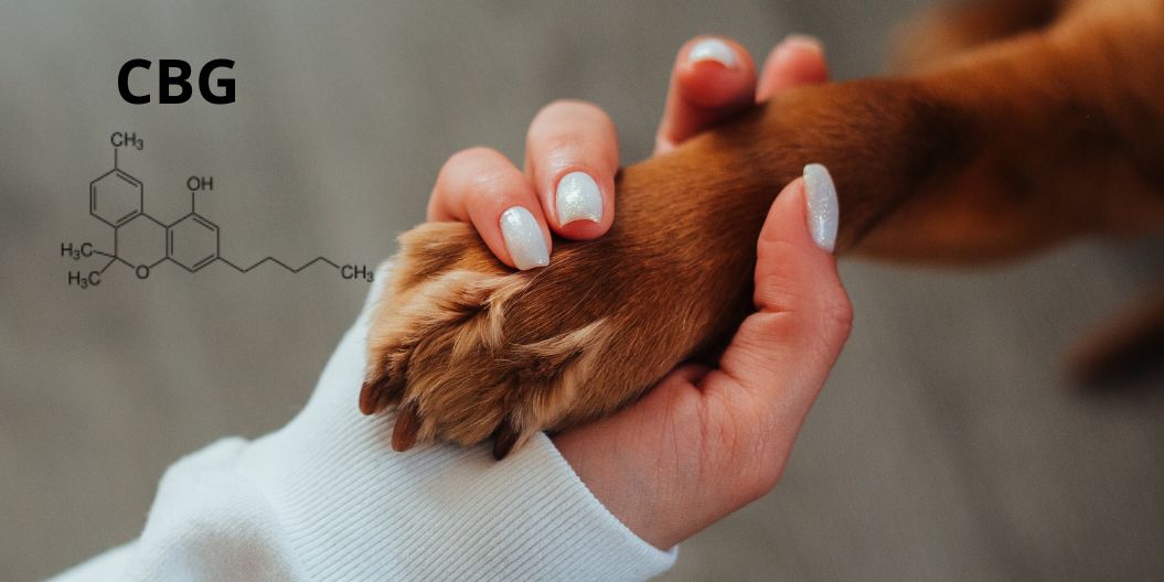 patte d'un chien dans une main de femme