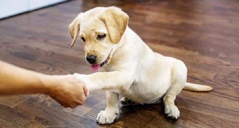 Quelles Friandises Donner à mon Chiot ?