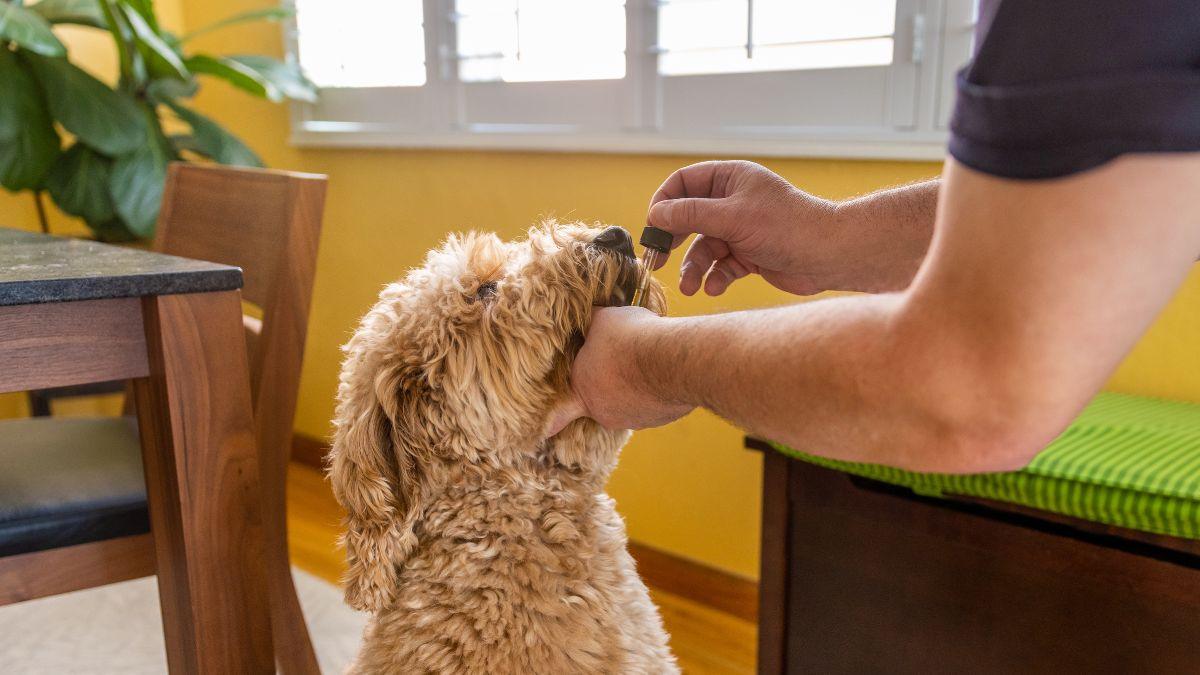 Donner du CBD à son chien