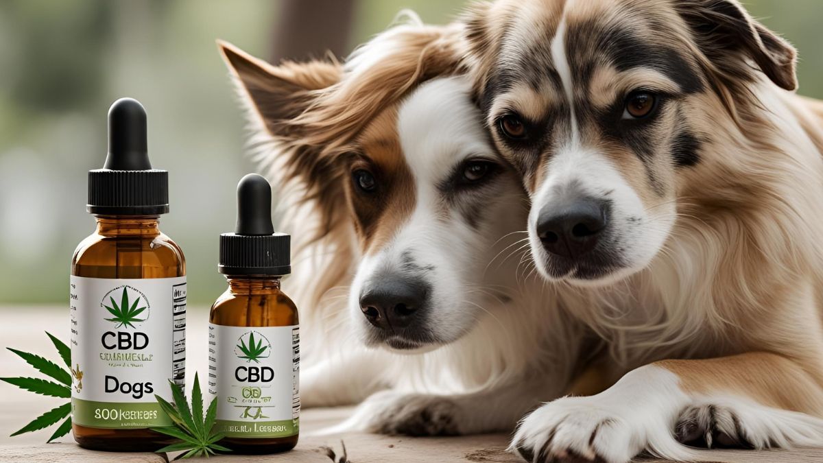 Bienfaits du CBD sur les chiens