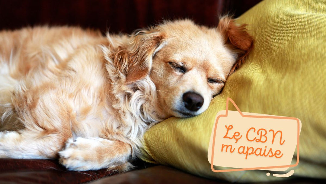 chien epagneul qui dort sur un coussin