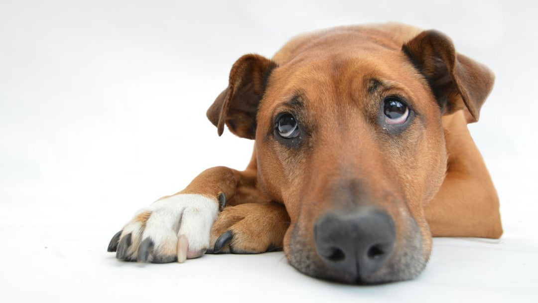 Chien atteint d’épilepsie, apaisé grâce à l’huile de CBD naturelle
