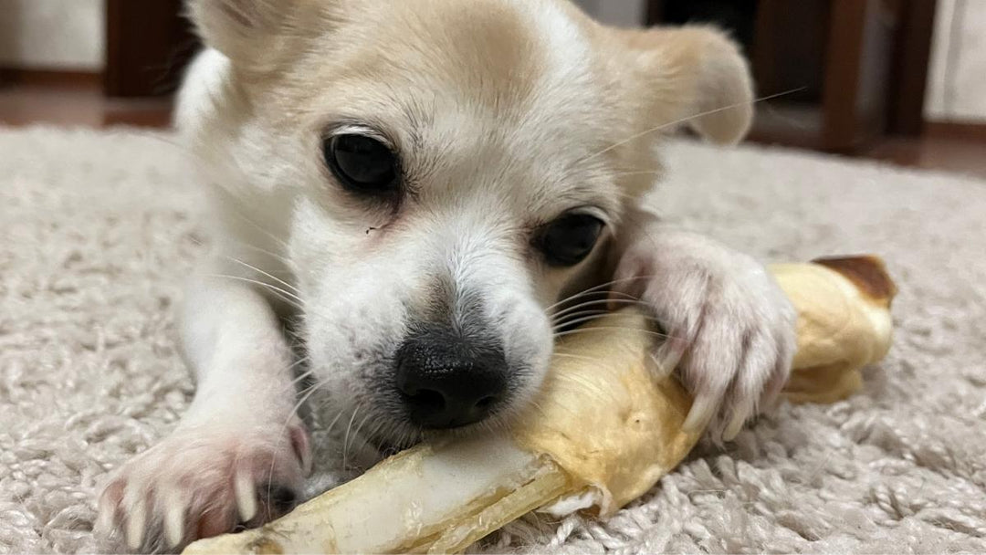 Chien mangeant un os à mâcher naturel