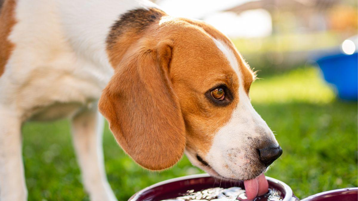 Chien stressé qui boit