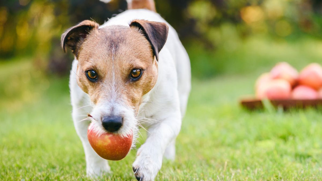 Chien qui vole une pomme 