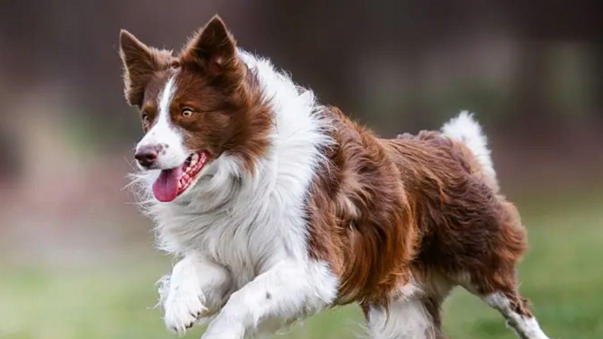 Chien hyperactif qui court dans les champs