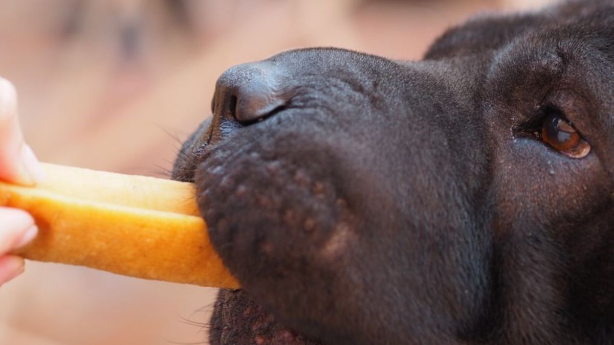 Chien tenant un bâton de fromage de yak dans sa gueule