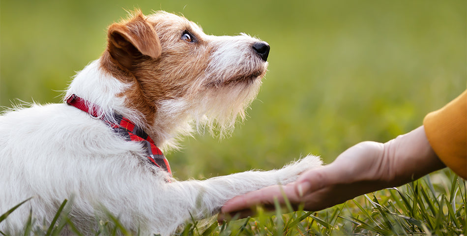 Friandises d'éducation pour chien pendant une séance de renforcement positif