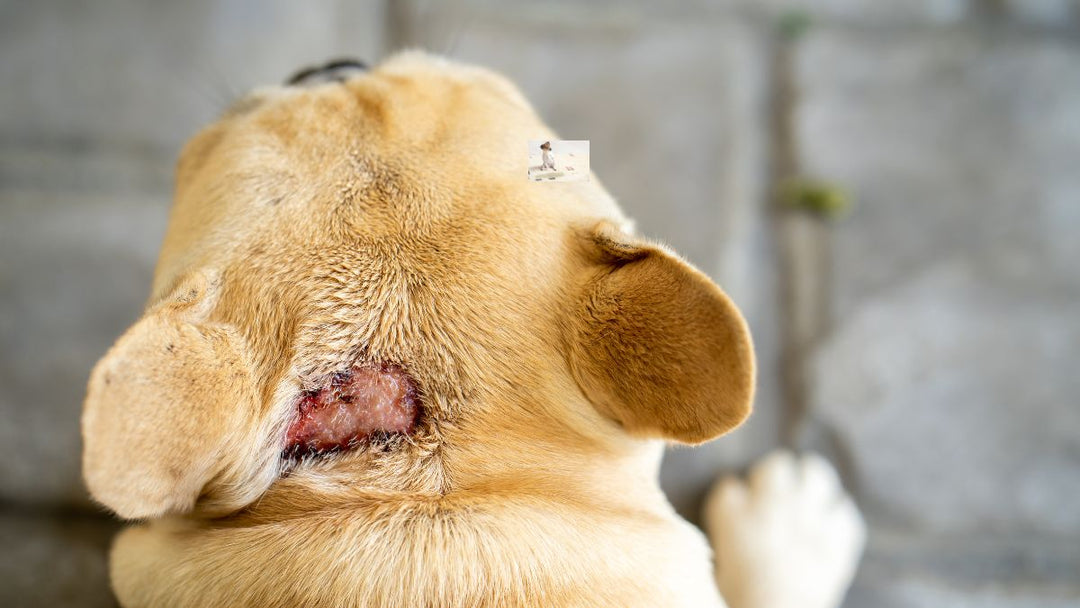 Hot spots sur un chien derrière les oreilles