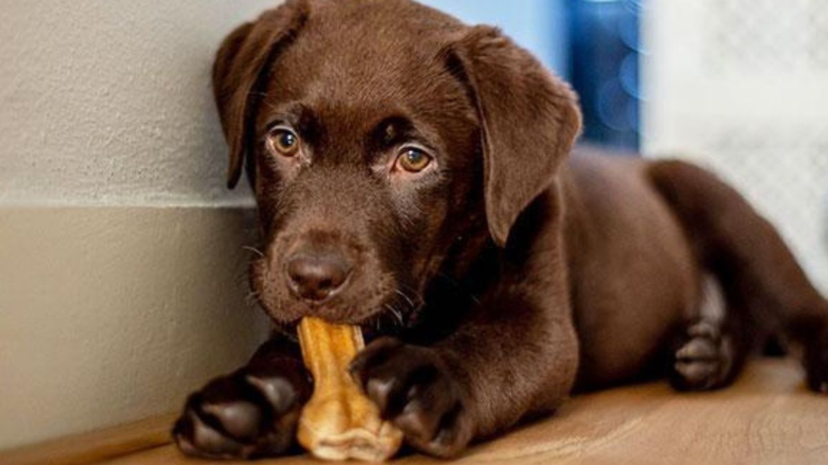 Meilleure friandise pour chien
