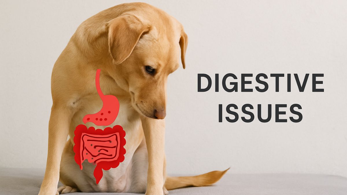 Chien assis regardant son ventre avec une illustration digestive rouge, symbolisant des troubles digestifs