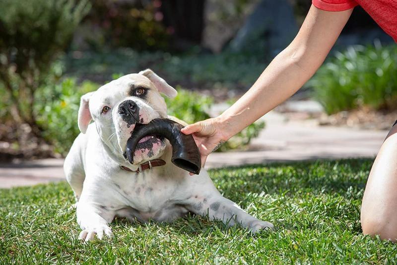 Chien dans un fardin qui mâche une corne buffle- Kymaya