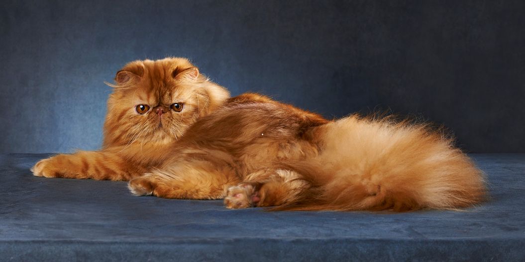 Chat persan roux sur un velour bleu