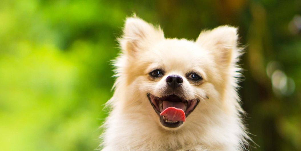 chien sur un fond d'arbre