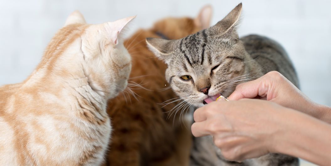 trois chats qui mangent des friandises