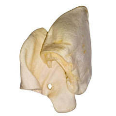 Oreille à mastiquer pour chiot