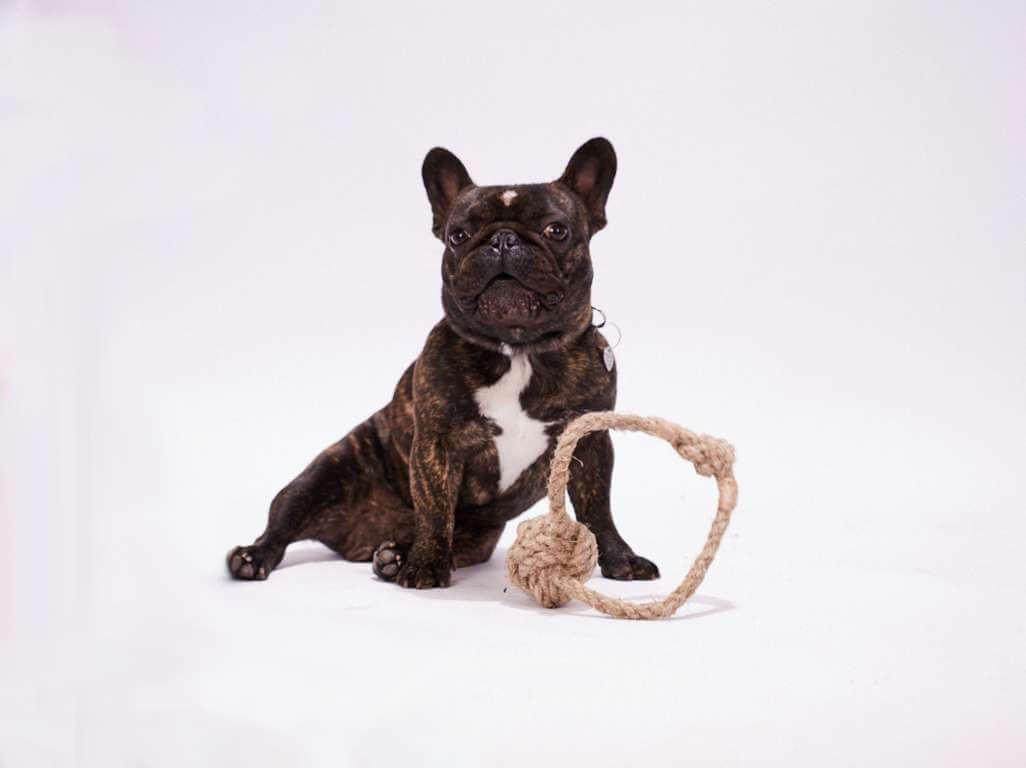 Chien avec une balle à Lancer