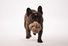 Chien avec une balle en carde de chanvre naturelle - Kymaya
