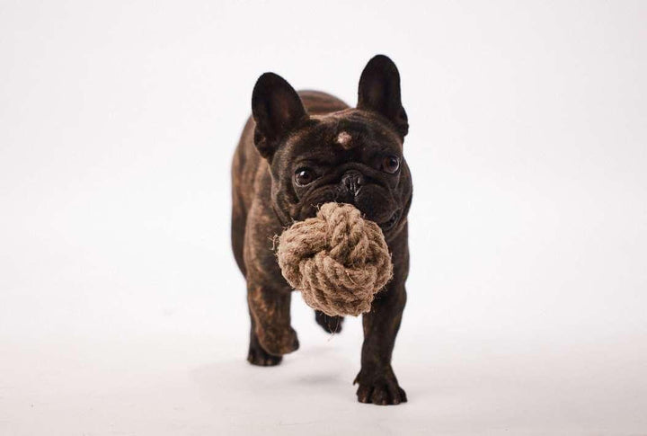 Chien avec une balle en carde de chanvre naturelle - Kymaya