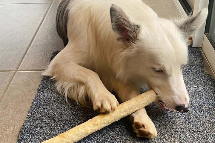 Chien qui mange un bâton de collagène