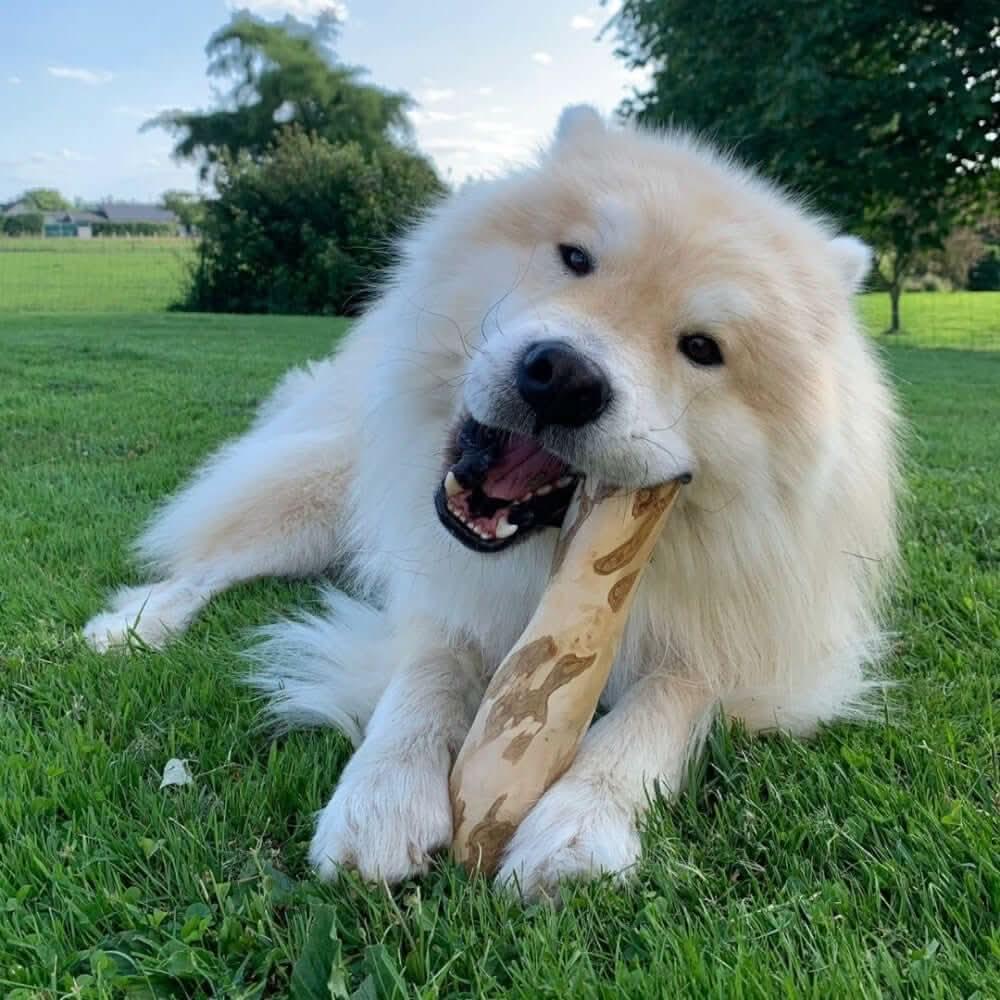 Chien dans l'herbe qui mâche un bâton de bois de caféier