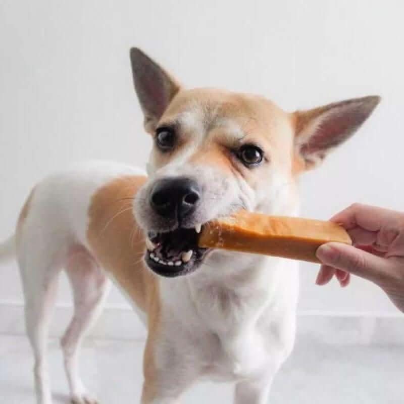 Chien avec un fromage de bâton Yak dans la gueule