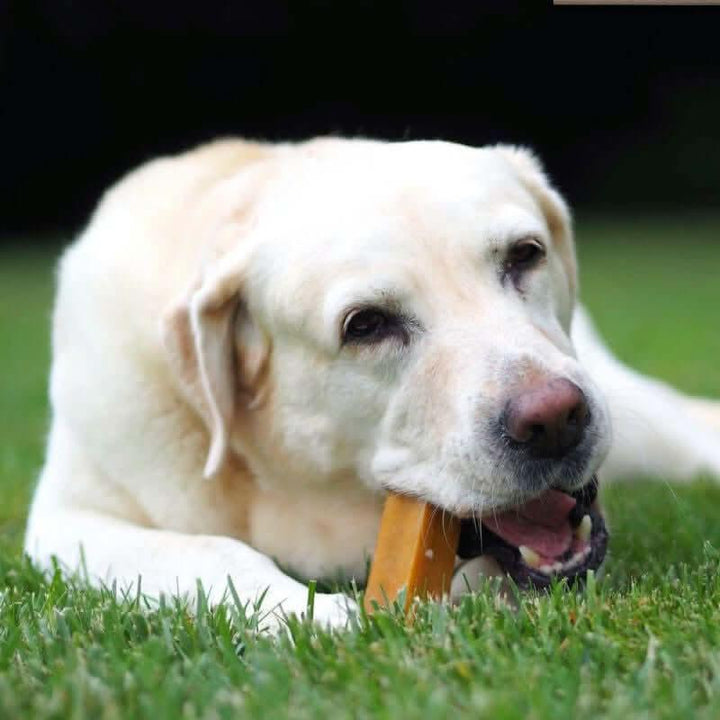 Chien labrador qui mange un bâton de yak