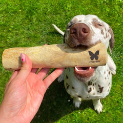 chien avec un bâton de café dans la gueule