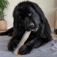 Chien terre-neuve mangeant une peau de saumon avec chair