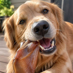 Friandise de mastication oreille de porc séchée mangé par un chien