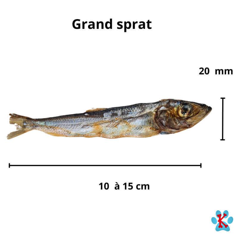 Taille des grands poissons sprats séchés richent en omegas 3