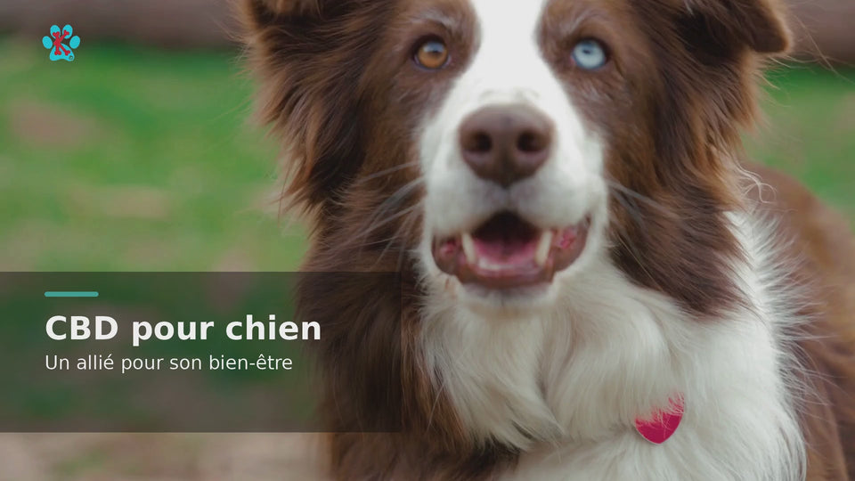 CBD pour chien en vidéo : sérénité, mobilité et confort au quotidien – vidéo Kymaya