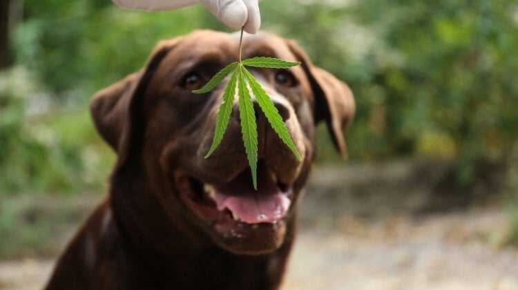 chien labrador de couleur chocolat qui regarde une feuille de cannabis