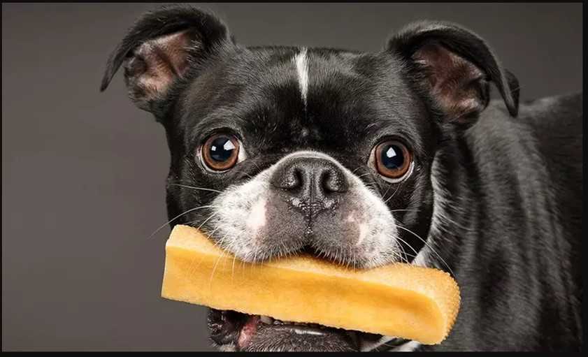 portrait d'un chien bouledogue anglais de coleur noir qui mange un fromage de yak