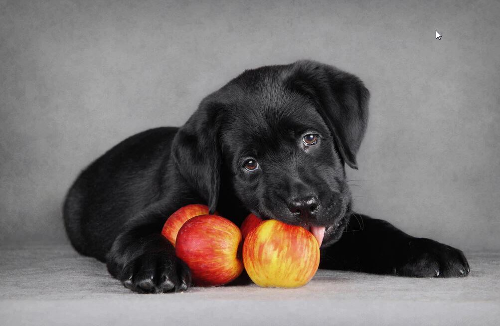 chiot noir qui mange une pomme