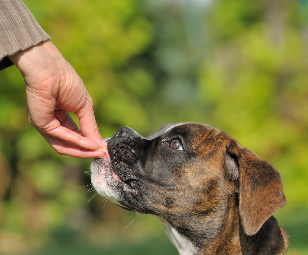 tête d'un chien boxer de profil prenant une friandise d'éducation dans une main