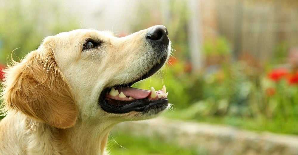 chien golden retriever,, une race particulierement atteinte par l'arthrose canine