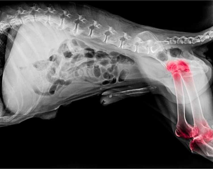 radiographie arthrose chien
