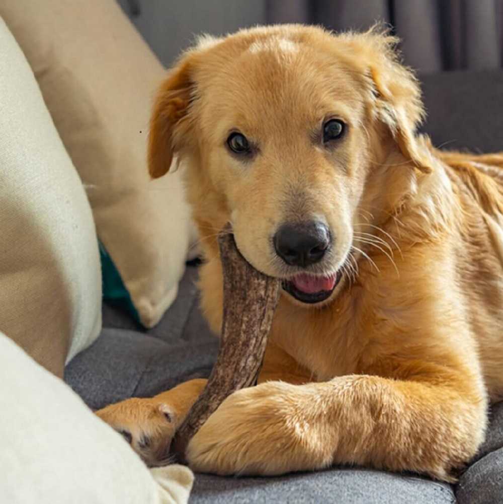 chien sur un canapé mangeant un bois de cerf