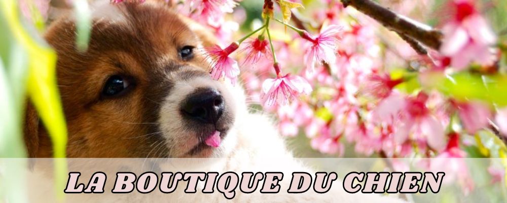 Jeune chien dans un cerisier en fleur