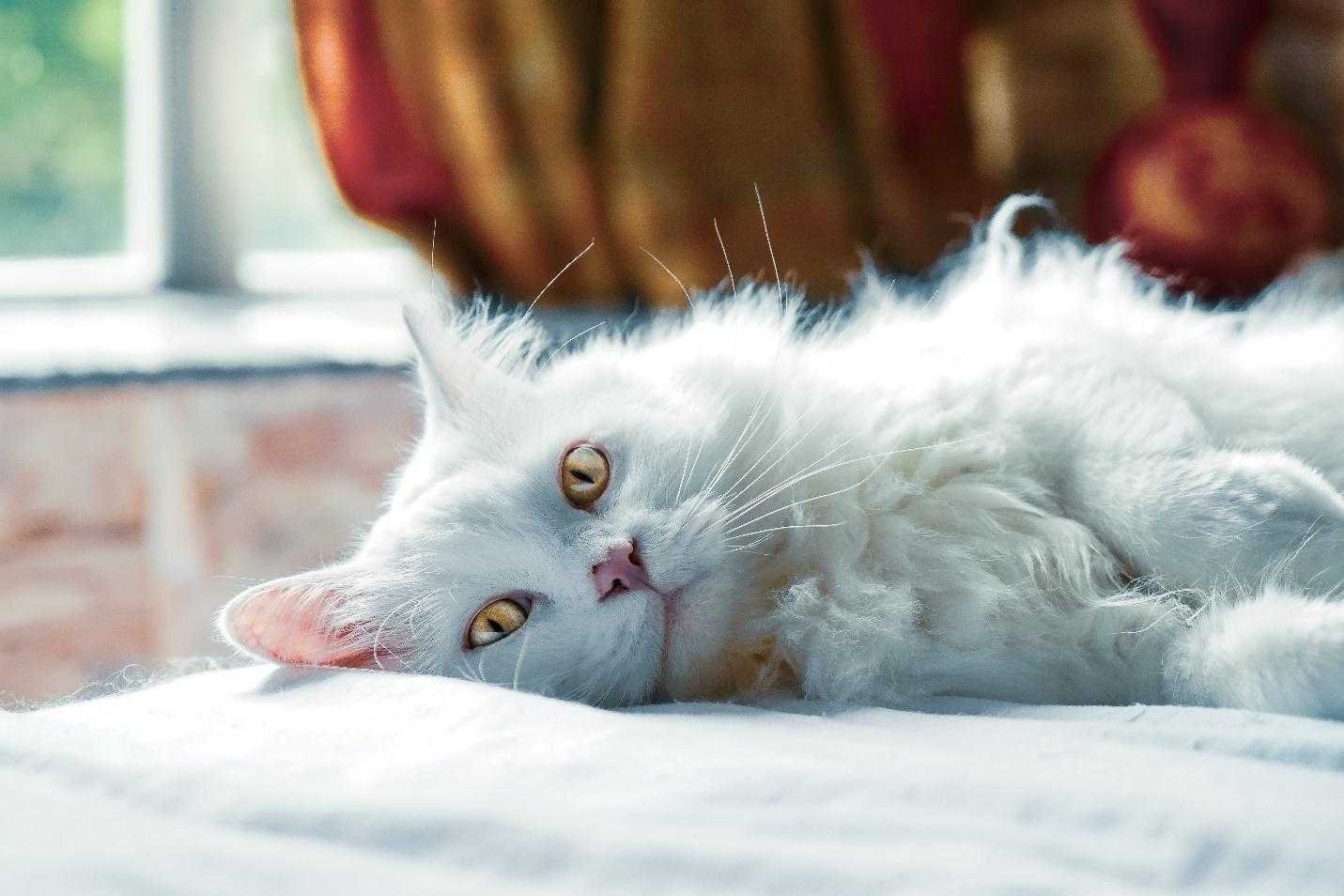 chat blanc qui dort sur un lit