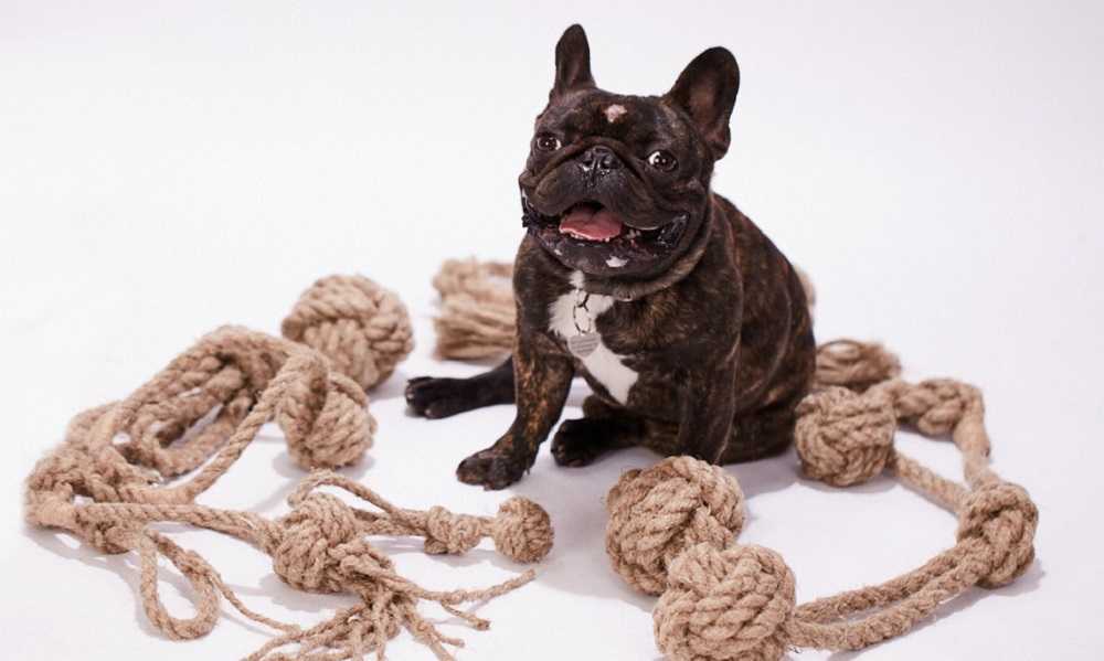 chien bouledogue entouré de jouet pour chien en chanvre