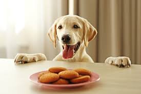 cookies chiens