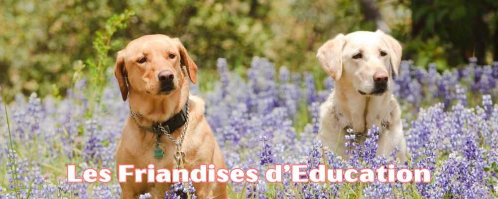 Friandises d'éducation et de plaisir pour les chiens - kymaya®