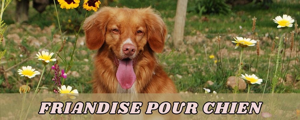 bannière friandises pour chien avec un chien épagneul dans un champ plein de fleurs