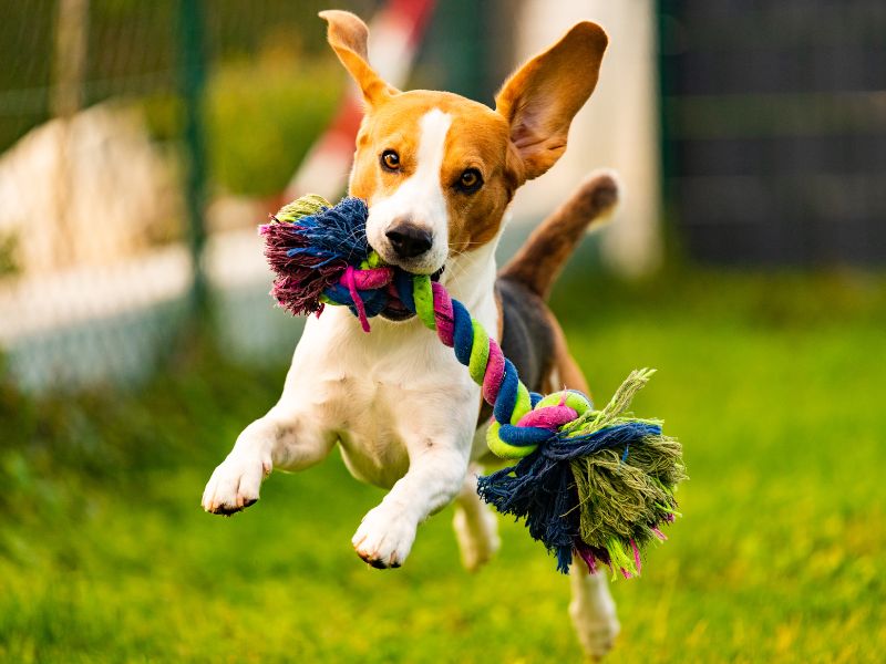 Chien qui cour avec un jouet en corde naturelle dans la gueule - Kymaya&reg;