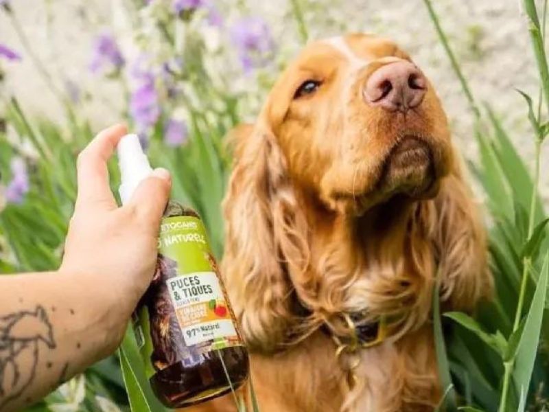 pulv&eacute;risation de produit antiparasitaire sur un chien &eacute;pagneul Breton - Kymaya&reg;