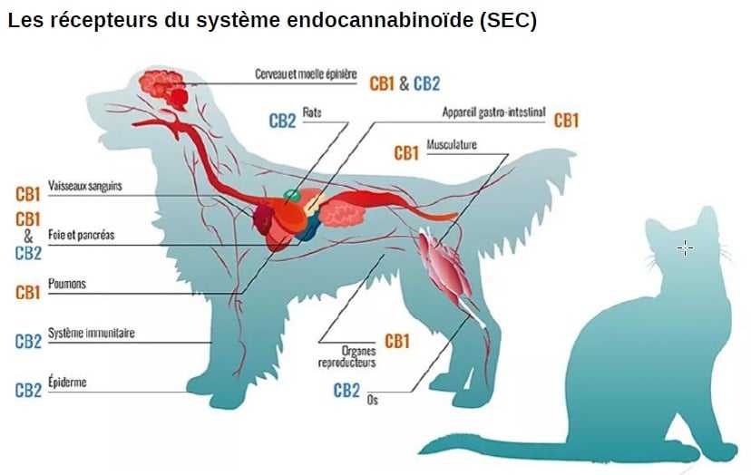 système endocannabinoïde du chien